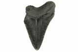 Partial Megalodon Tooth - Sharply Serrated #172177-1